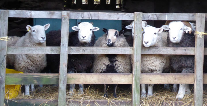 Barn Sheep